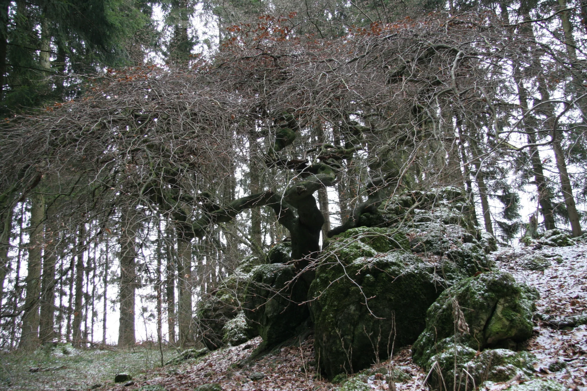 Foto der Galerie: Krausbuchen Wanderwege