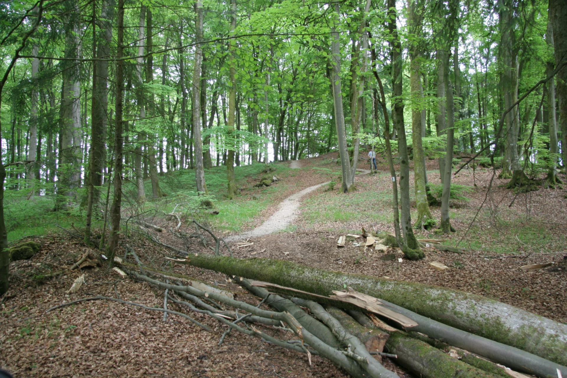 Foto der Galerie: Krausbuchen Wanderwege