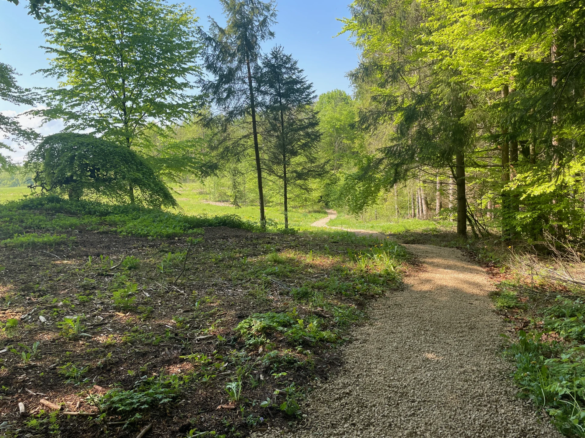 Krausbuchen Wanderweg 11-2  (Bild vergr&ouml;&szlig;ern)