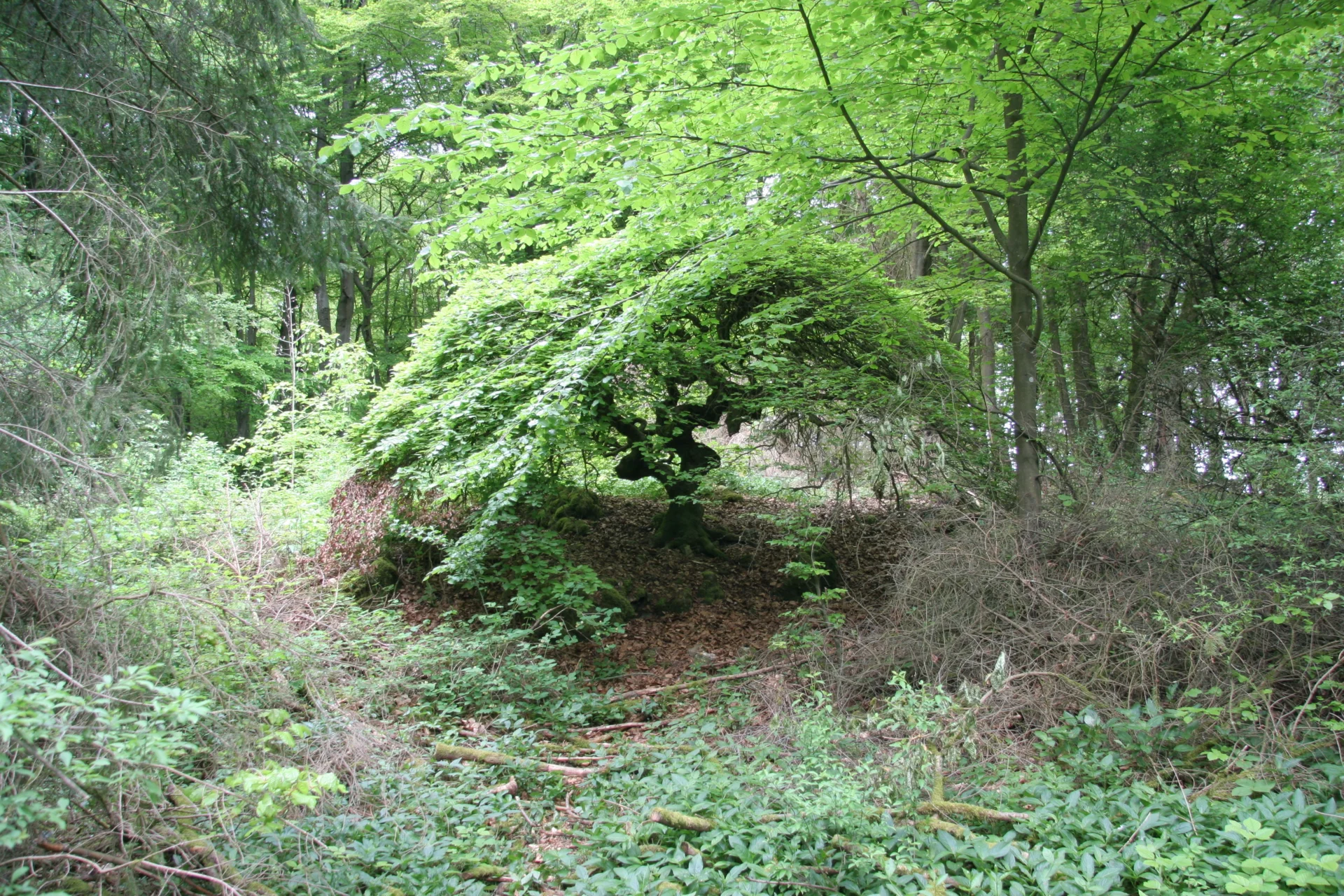 Foto der Galerie: Krausbuchen Wanderwege