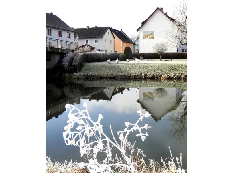 2016 zwei schwaene  (Bild vergr&ouml;&szlig;ern)