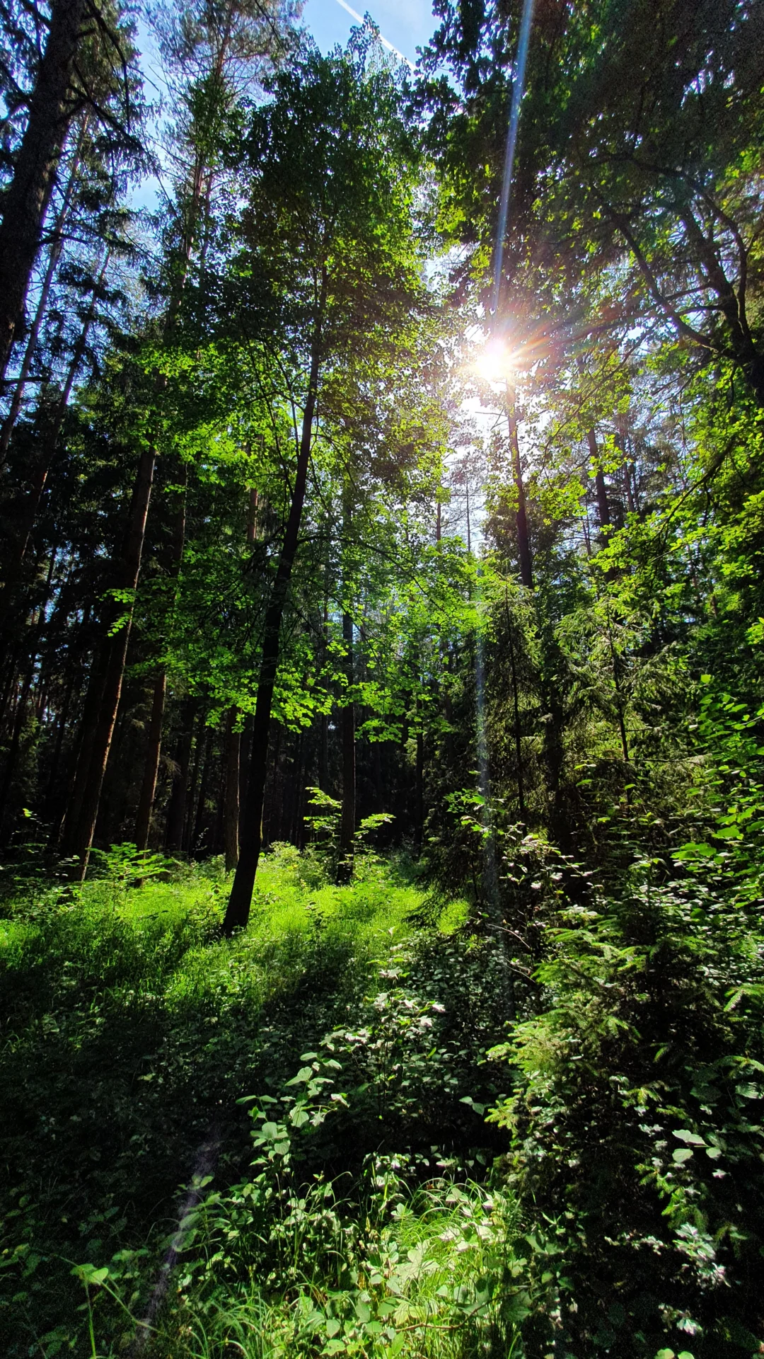 20210628 161517  (Bild vergr&ouml;&szlig;ern)