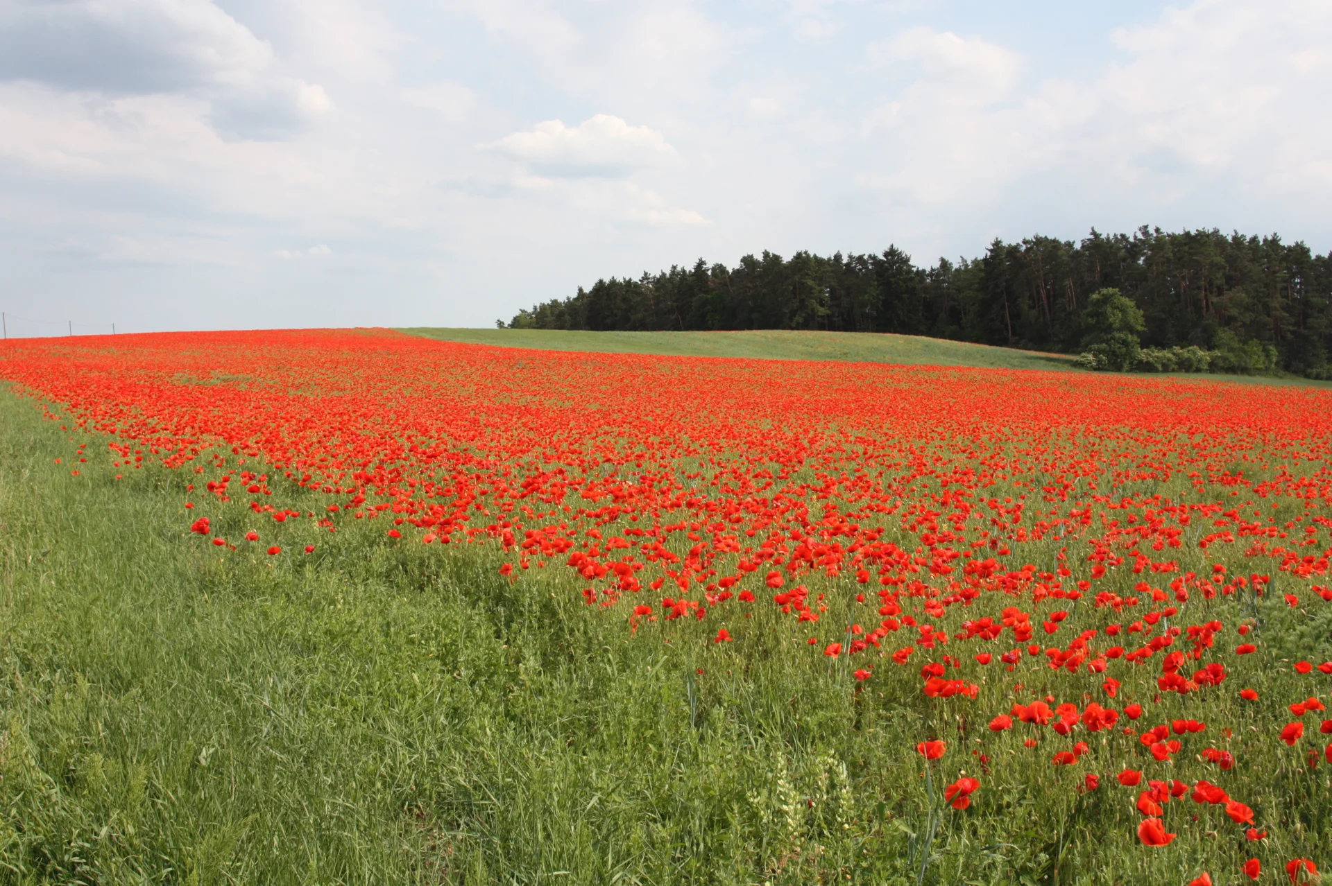 mohnblumenfeld  (Bild vergr&ouml;&szlig;ern)