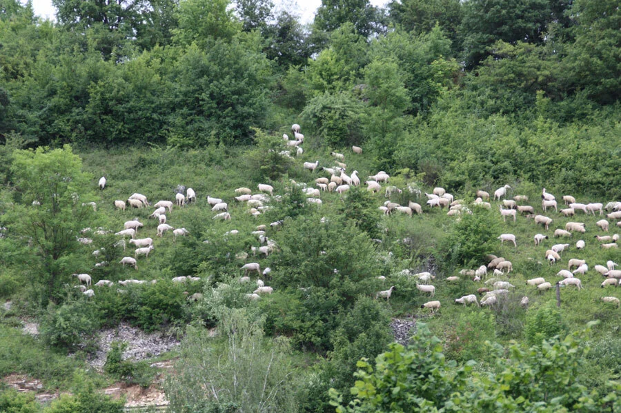 schafe  (Bild vergr&ouml;&szlig;ern)