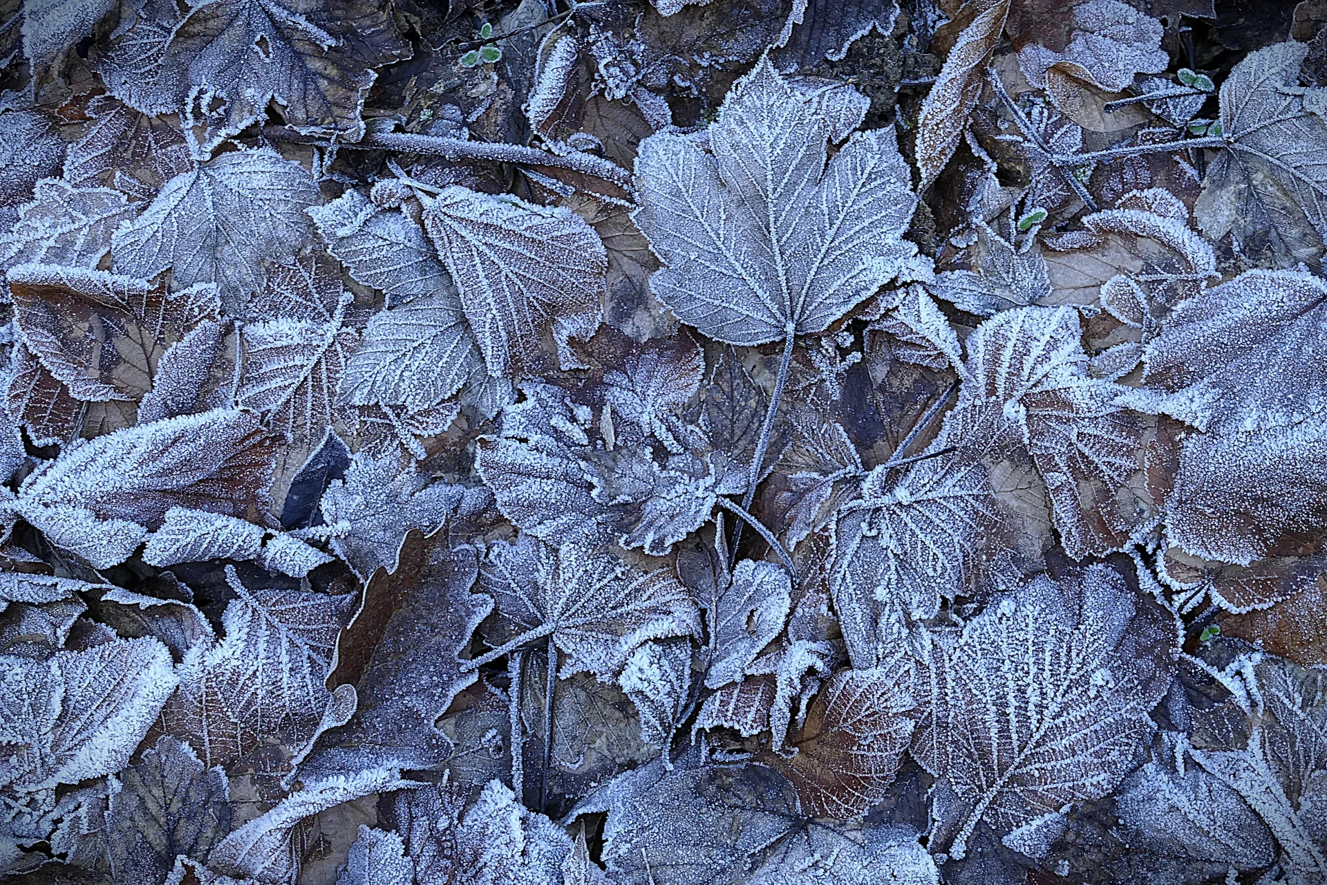J&uuml;rgen Thierbach - der erste Frost  (Bild vergr&ouml;&szlig;ern)