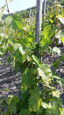 Vorschaubild: Konzertreise Trier 2018-05-20 11
