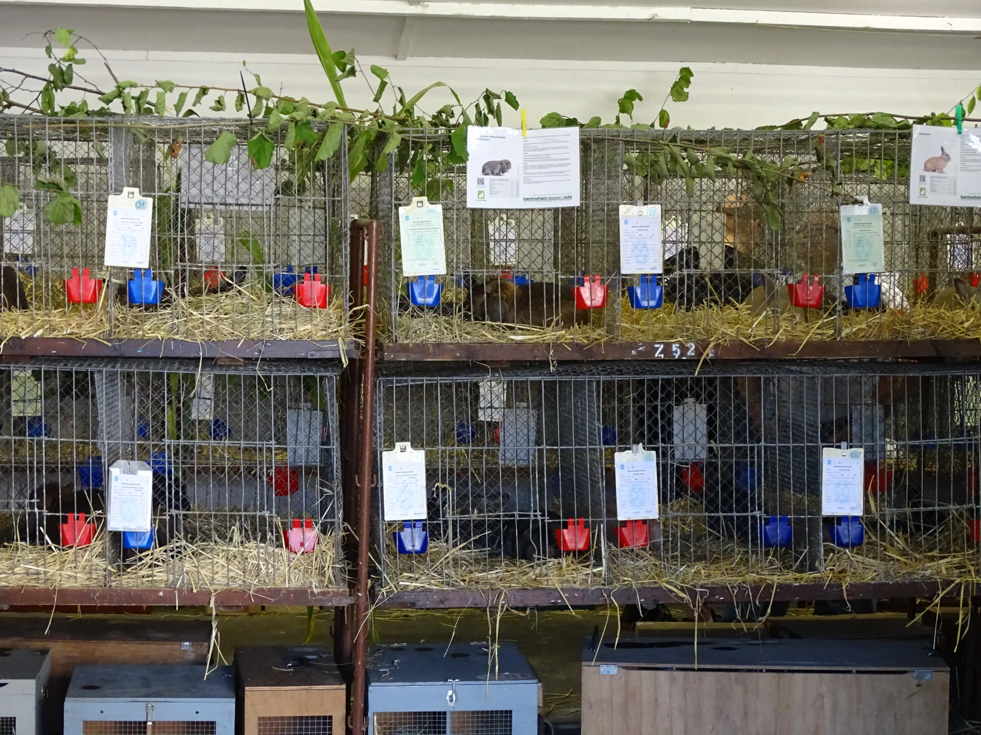 Bild: Kreisjungtierschau 2024 Ausstellungshalle