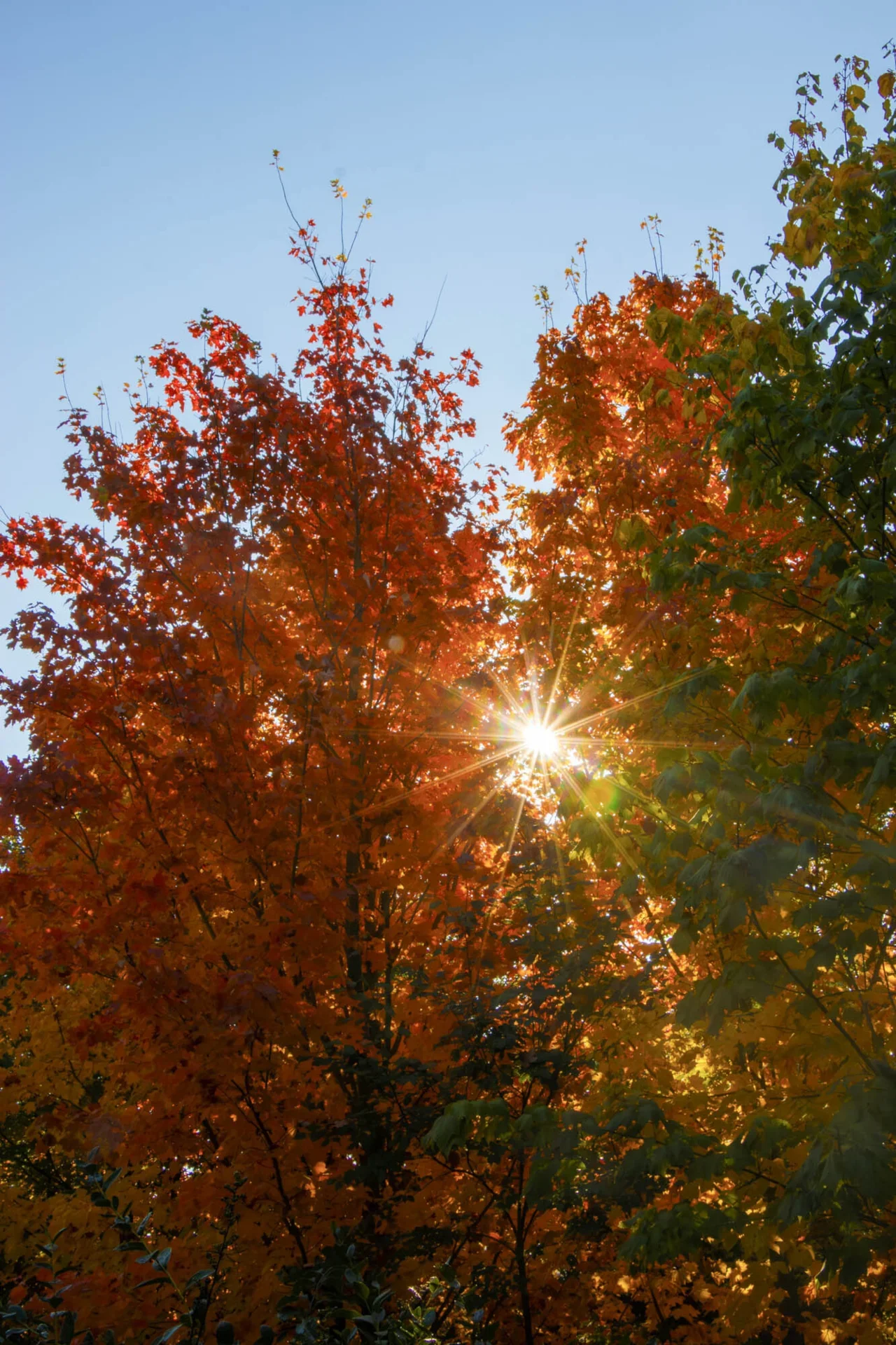 Eberhard K&ouml;hler - Herbstlicht  (Bild vergr&ouml;&szlig;ern)