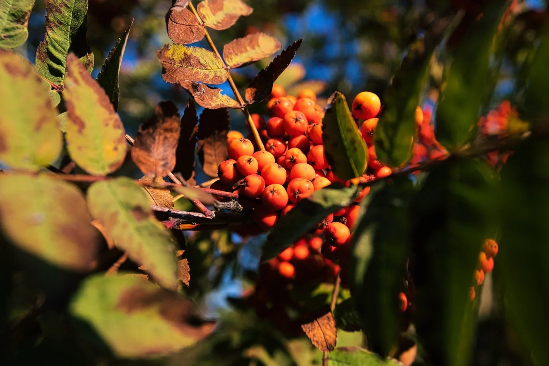 Felix Fischer - Beeren  (Bild vergr&ouml;&szlig;ern)