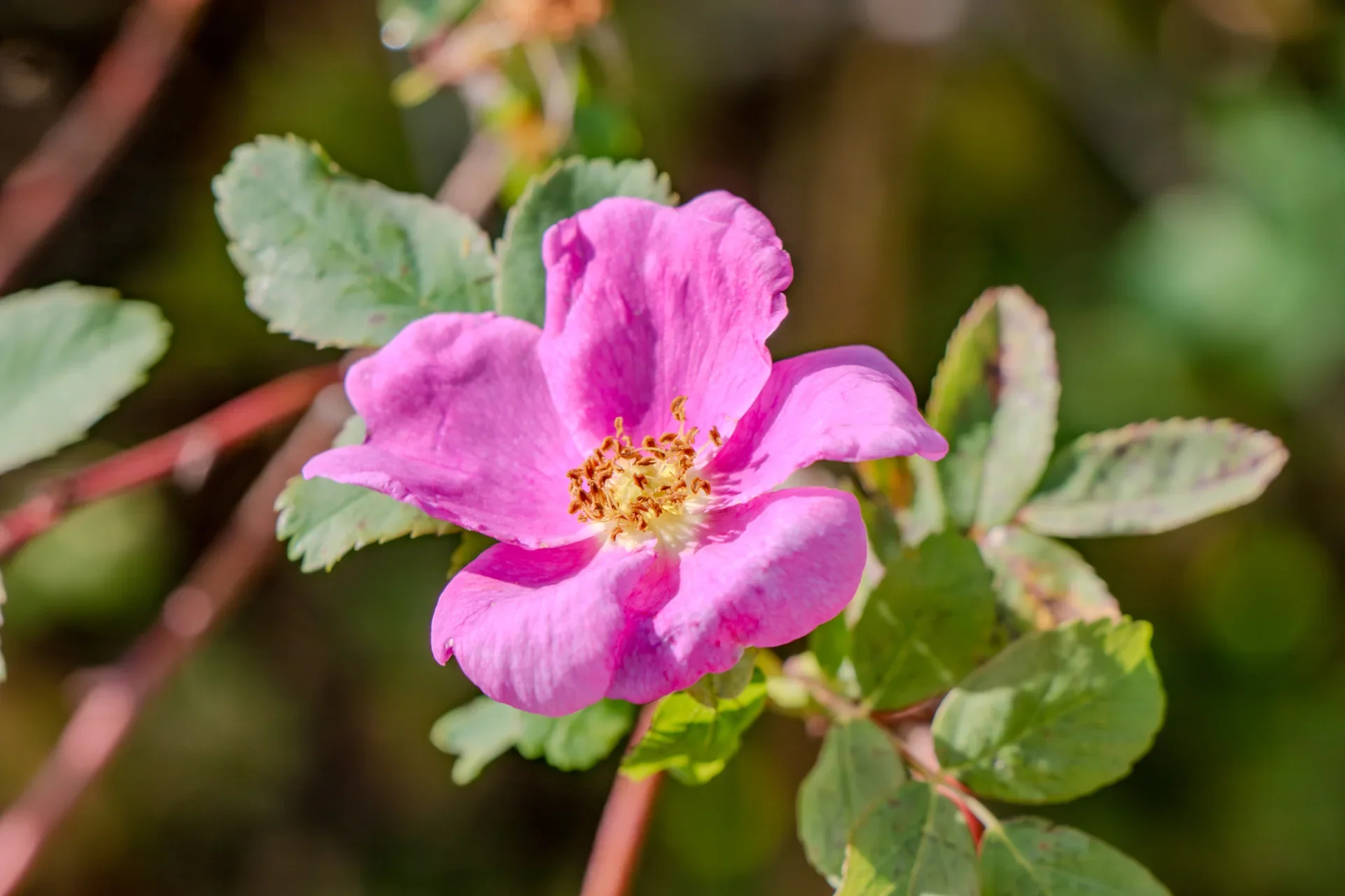 H -J G&uuml;nter - Heckenrose  (Bild vergr&ouml;&szlig;ern)