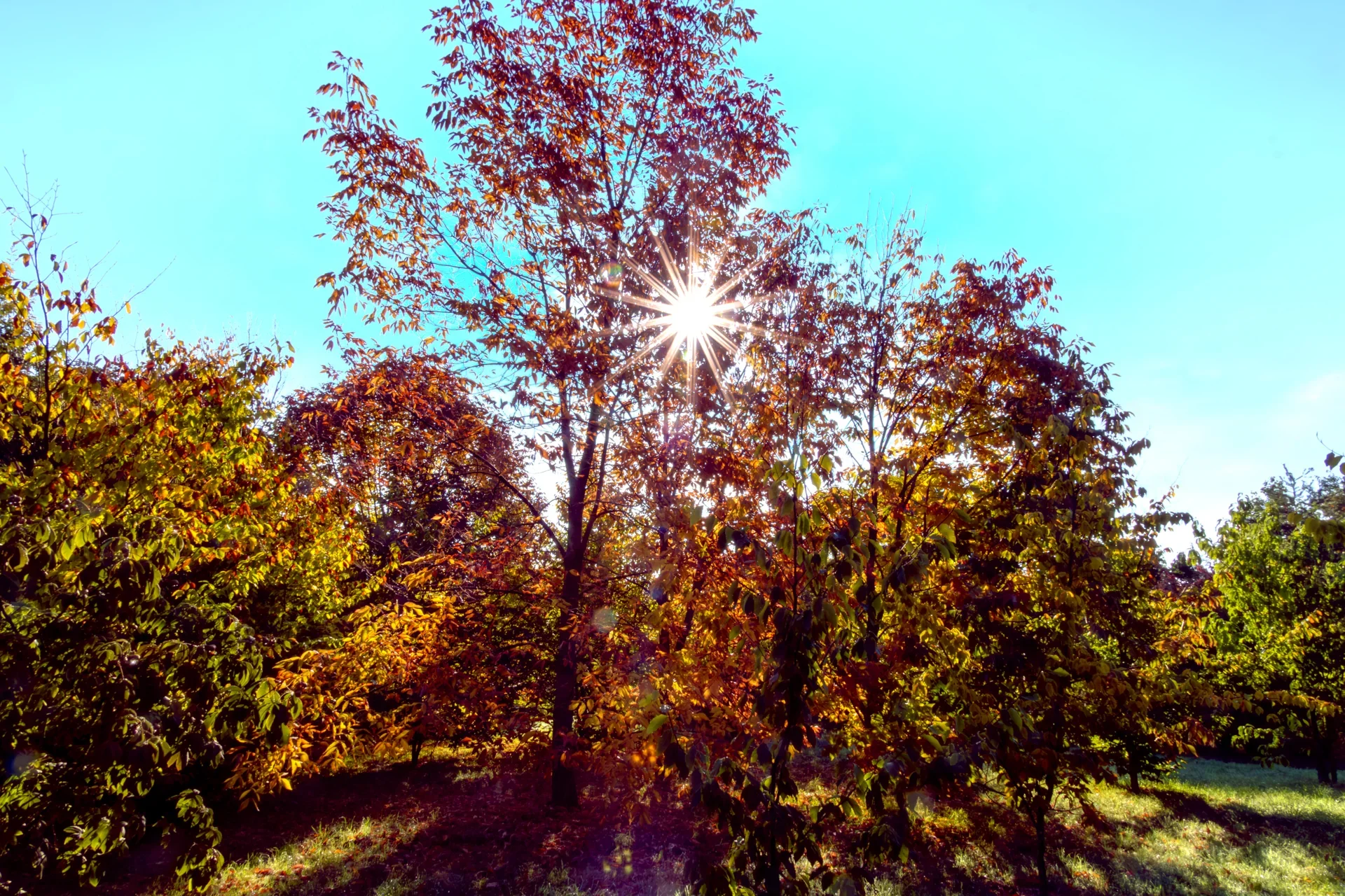 H -J G&uuml;nter - Herbstliche Sternstunde  (Bild vergr&ouml;&szlig;ern)