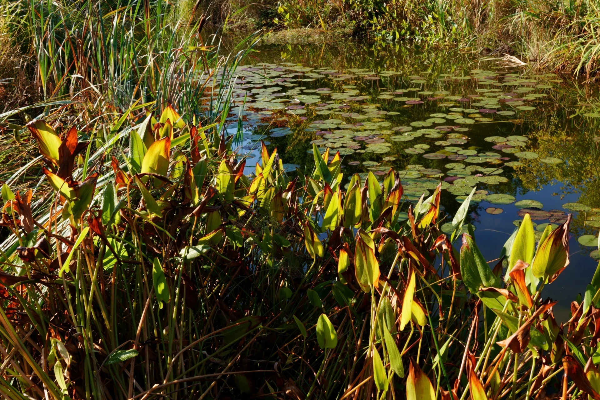 Peter Tittmann - Am Teich  (Bild vergr&ouml;&szlig;ern)