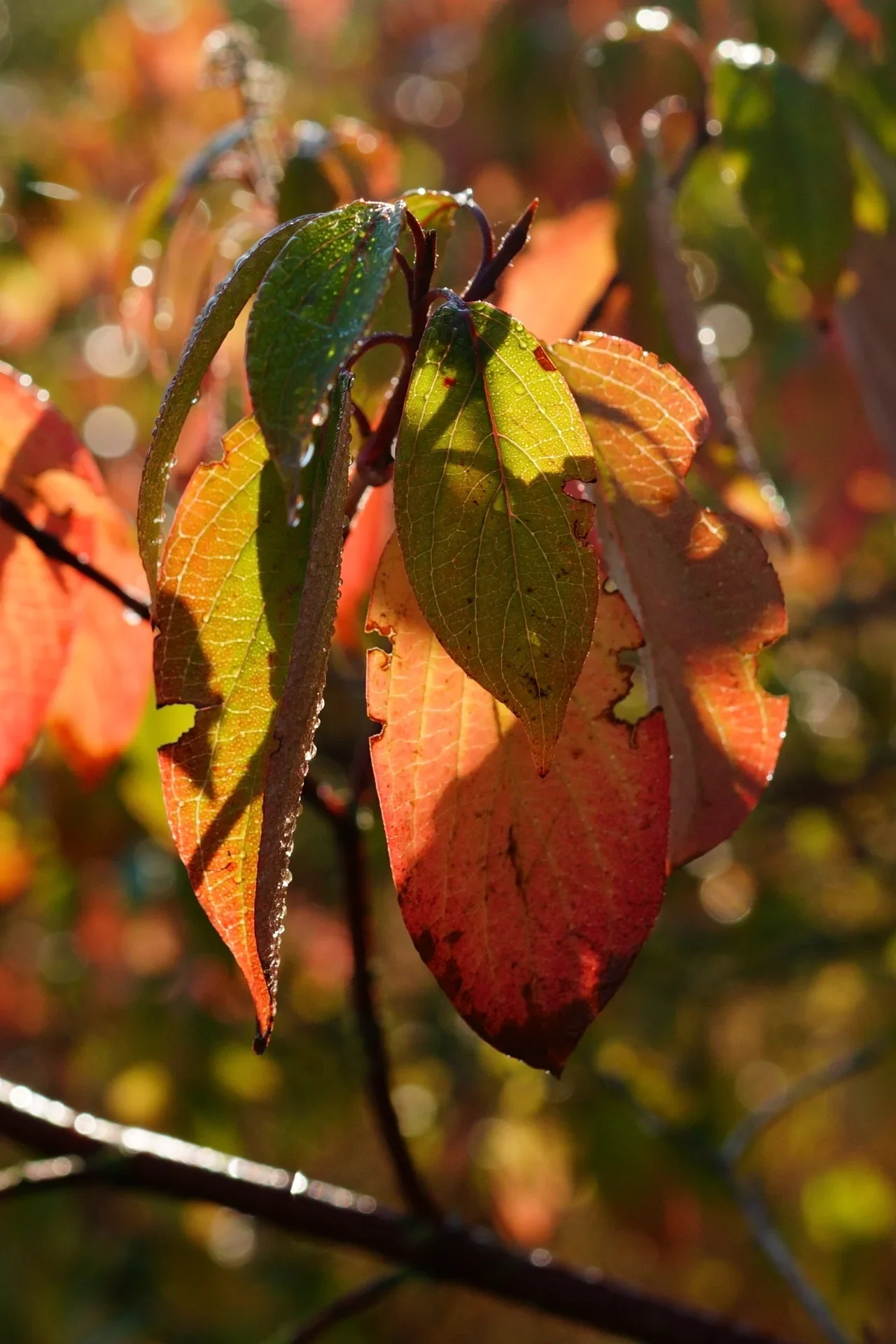 Peter Tittmann - Herbstblaetter  (Bild vergr&ouml;&szlig;ern)