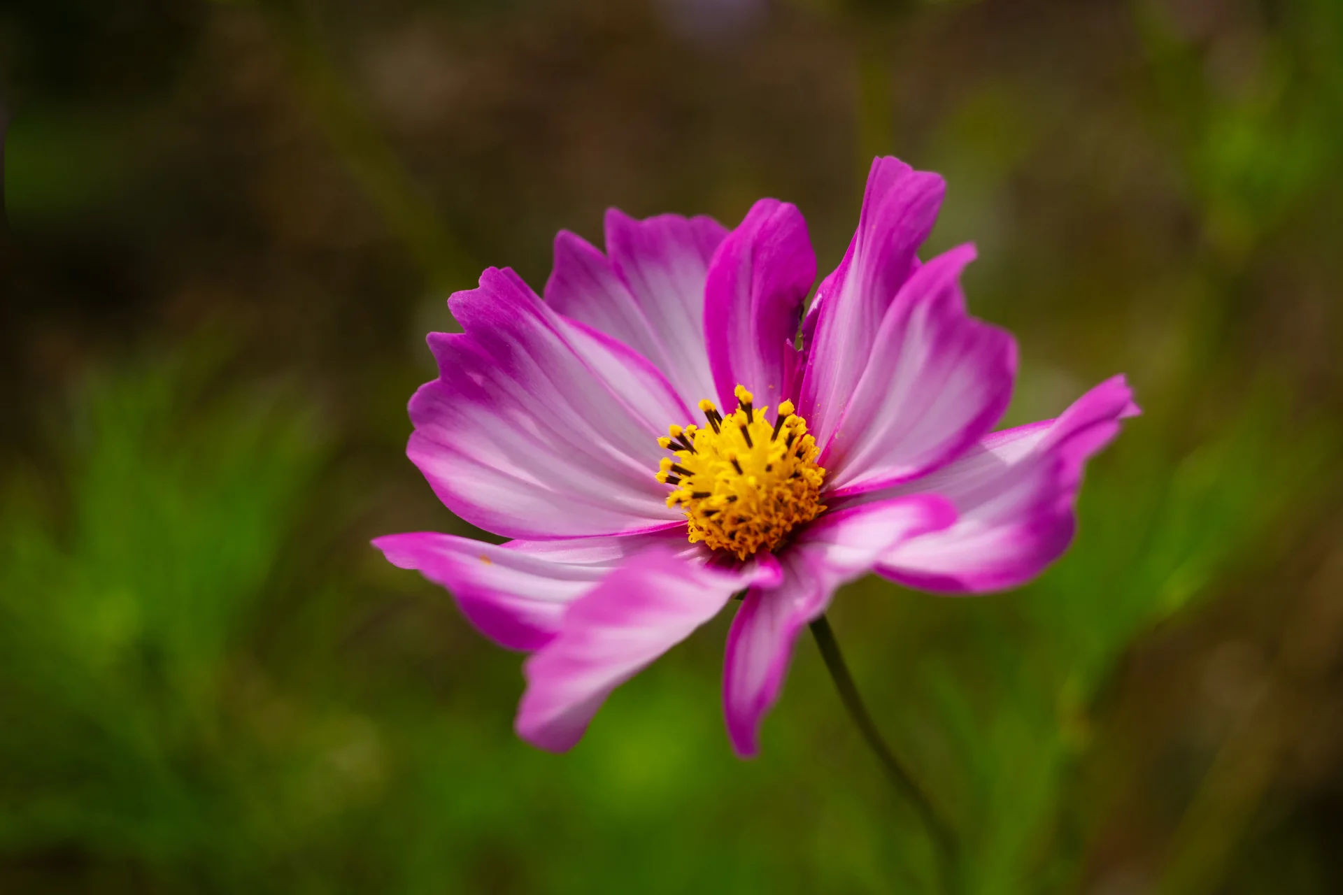 Peter Haider - Cosmea  (Bild vergr&ouml;&szlig;ern)