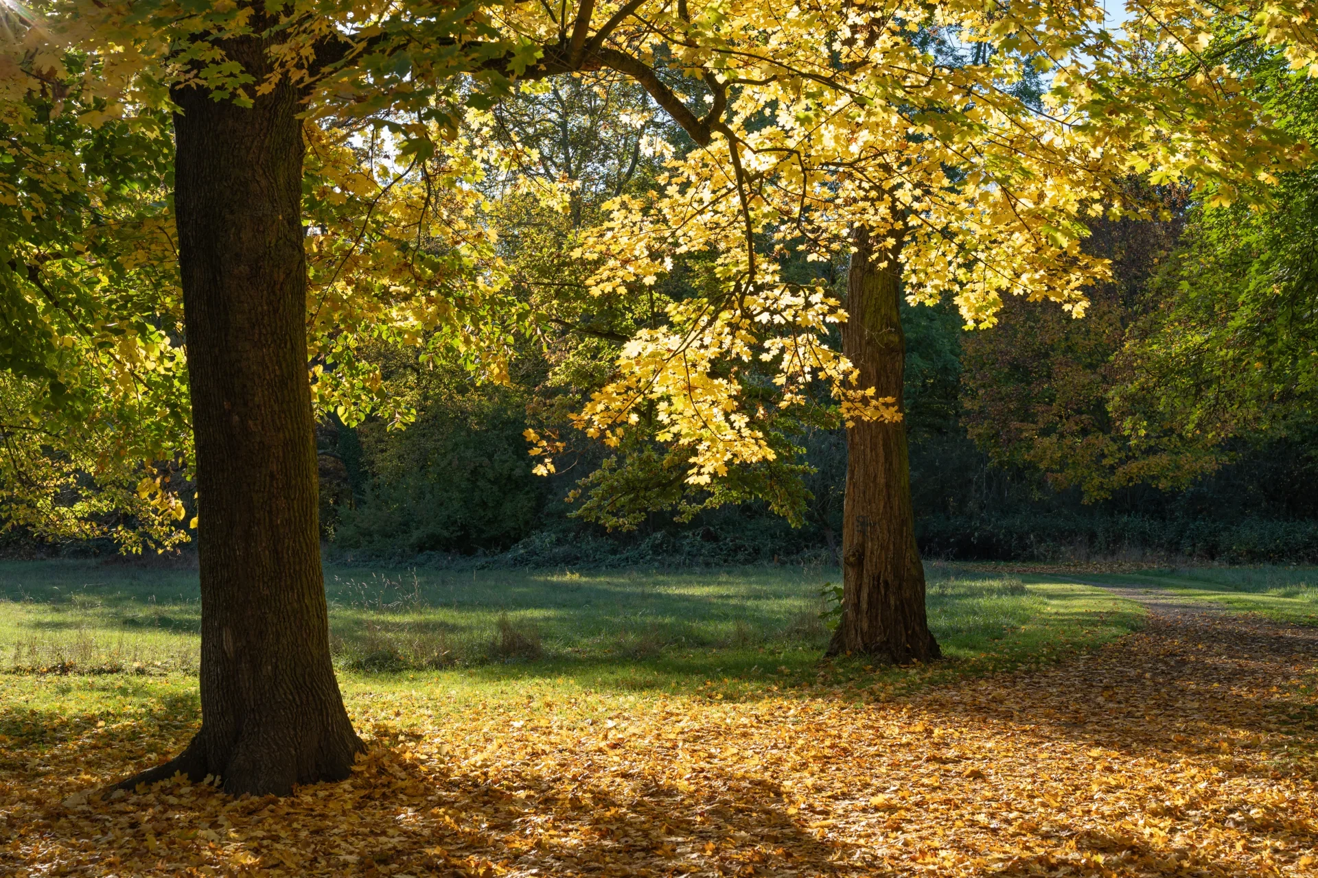 Angela Foerster - sonniger Herbsttag  (Bild vergr&ouml;&szlig;ern)