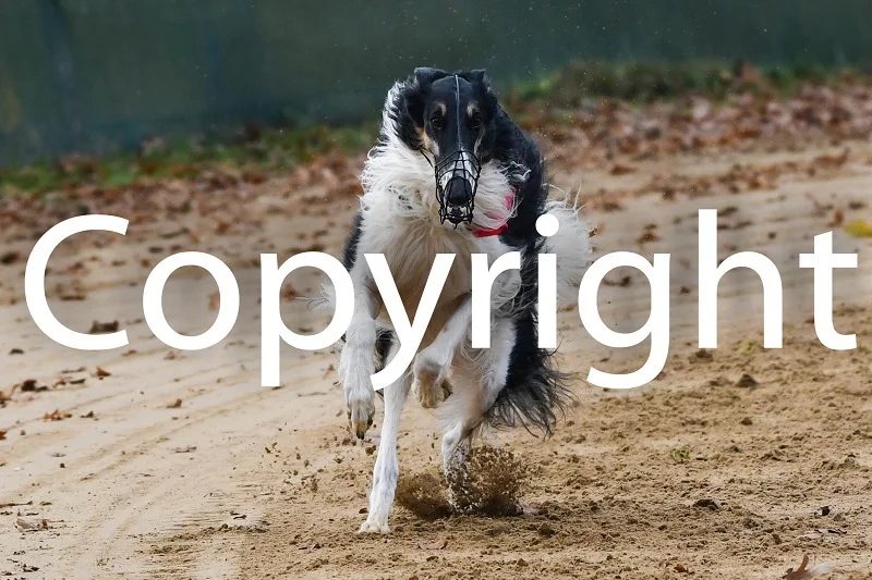 Foto der Galerie: 08.11.2025 Dreikampf Rennen