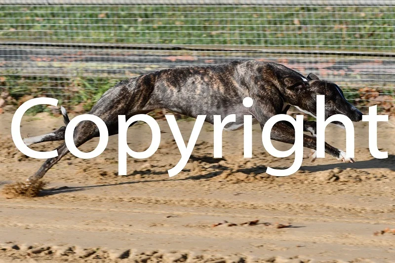 Foto der Galerie: 08.11.2025 Dreikampf Rennen
