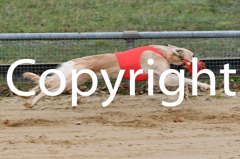 Foto der Galerie: 08.11.2025 Dreikampf Rennen