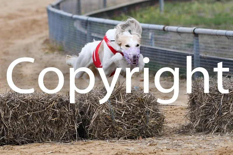 Foto der Galerie: 08.11.2025 Dreikampf Hürden