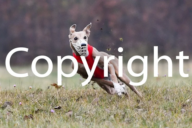 Foto der Galerie: 09.11.2025 Dreikampf Coursing