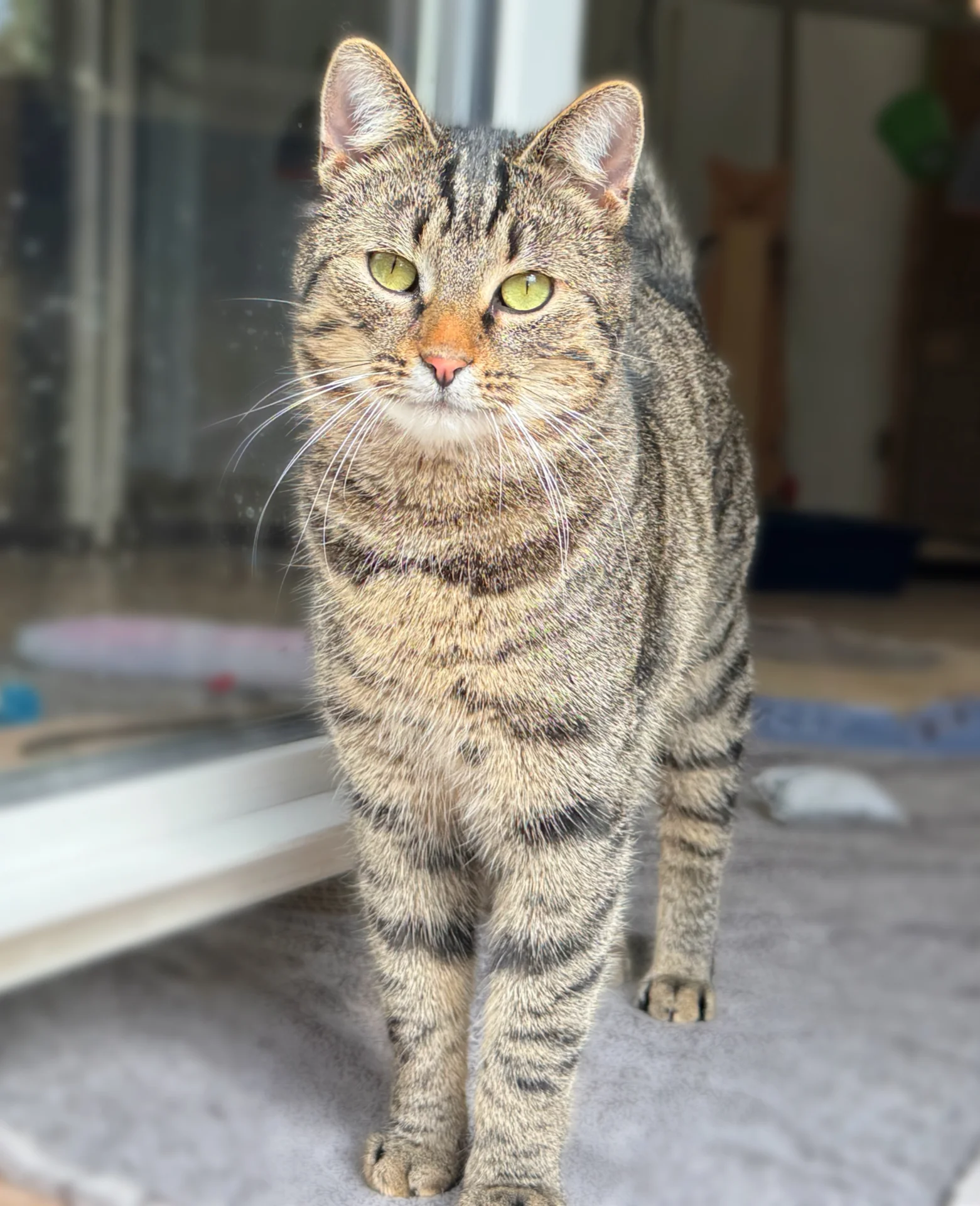 Zur Galerie: Iggy