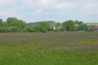 Vorschaubild: Blütenreiche Nasswiesen bei Niederleierndorf - Markt Langquaid