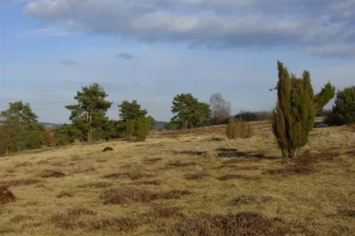 Vorschaubild: Heidelandschaft bei Sandharlanden - Gemeinde Abensberg