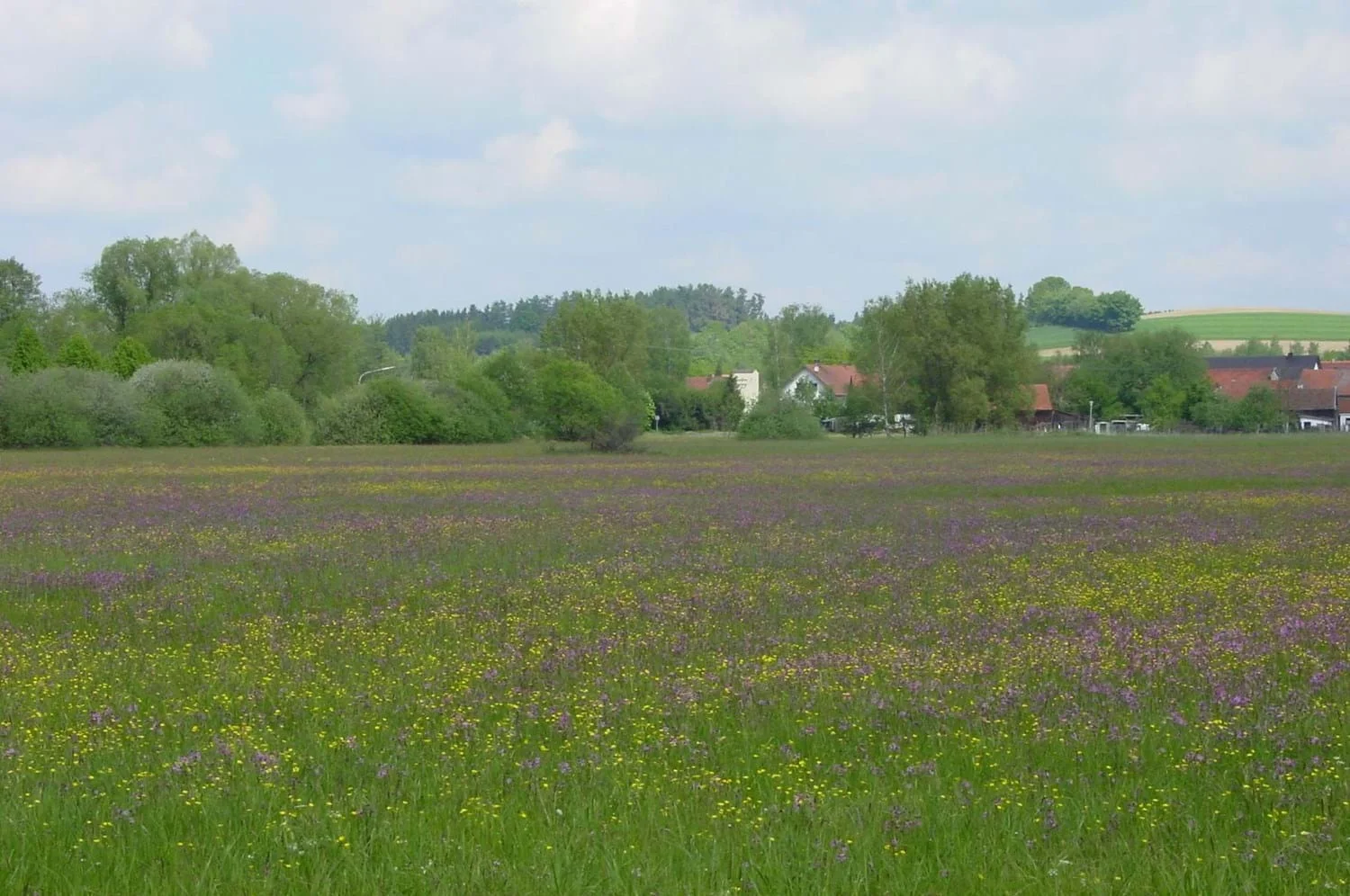 Bild: Blütenreiche Nasswiesen bei Niederleierndorf - Markt Langquaid