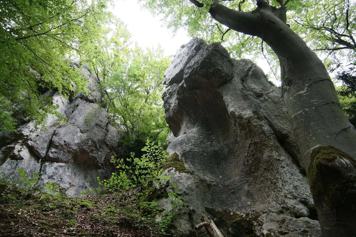 Bild: Felsbastionen bei Schloss Prunn - Stadt Riedenburg