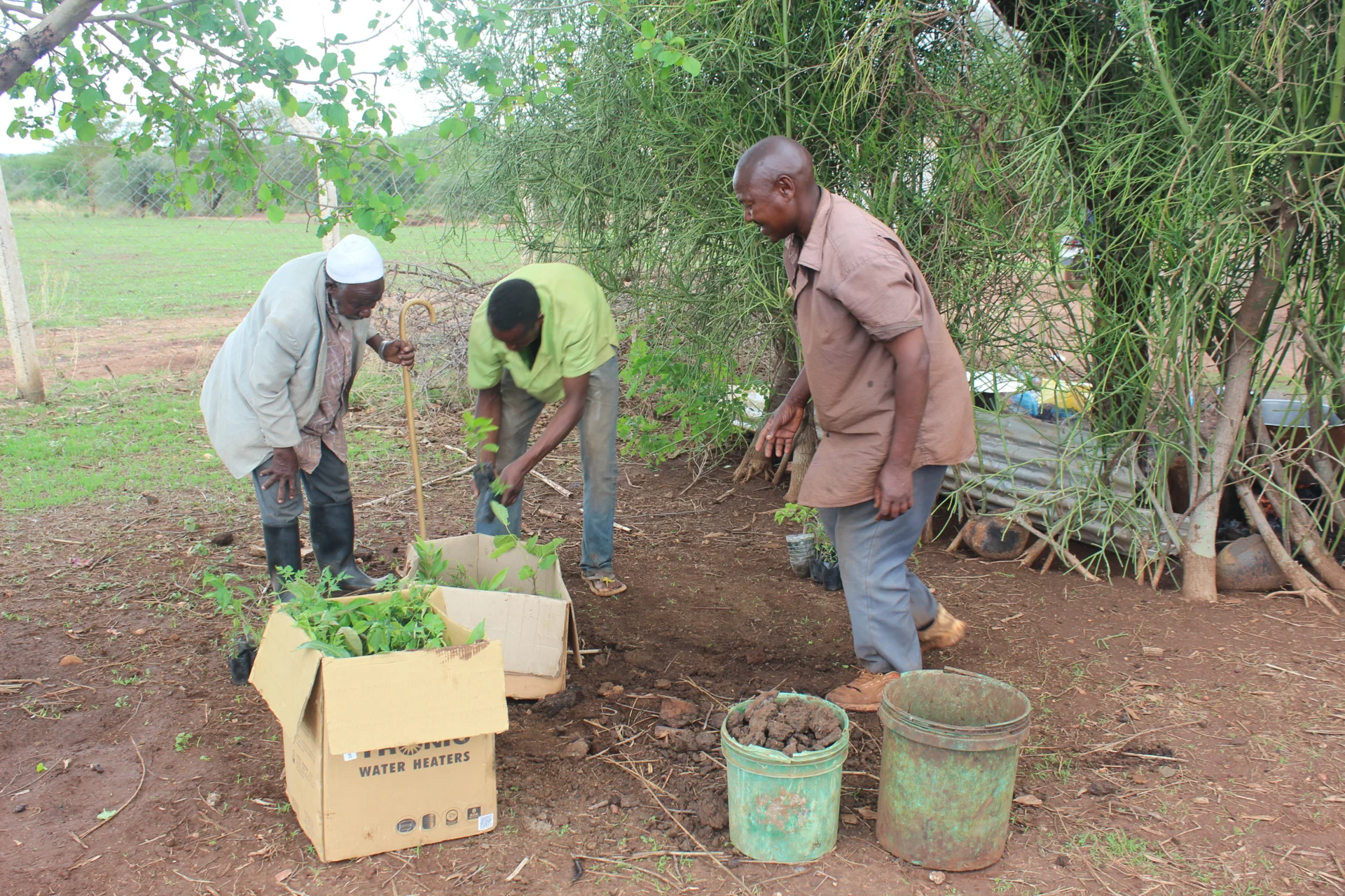 Bild: Sortierung der Pflanzen in Wandela, Mzee Mustafa, Benja, Oscar