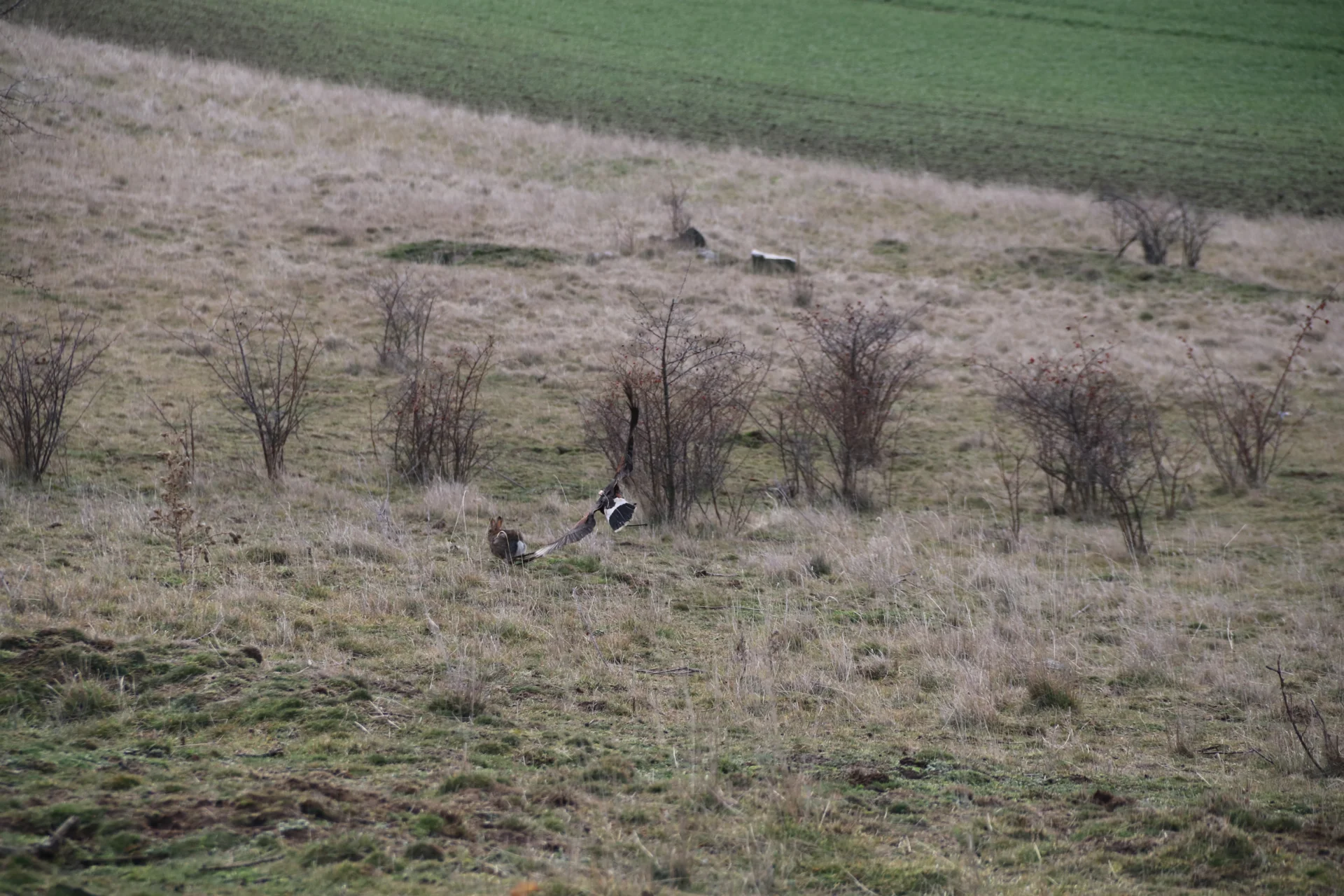 Zur Galerie: Brauchtum der Jagd