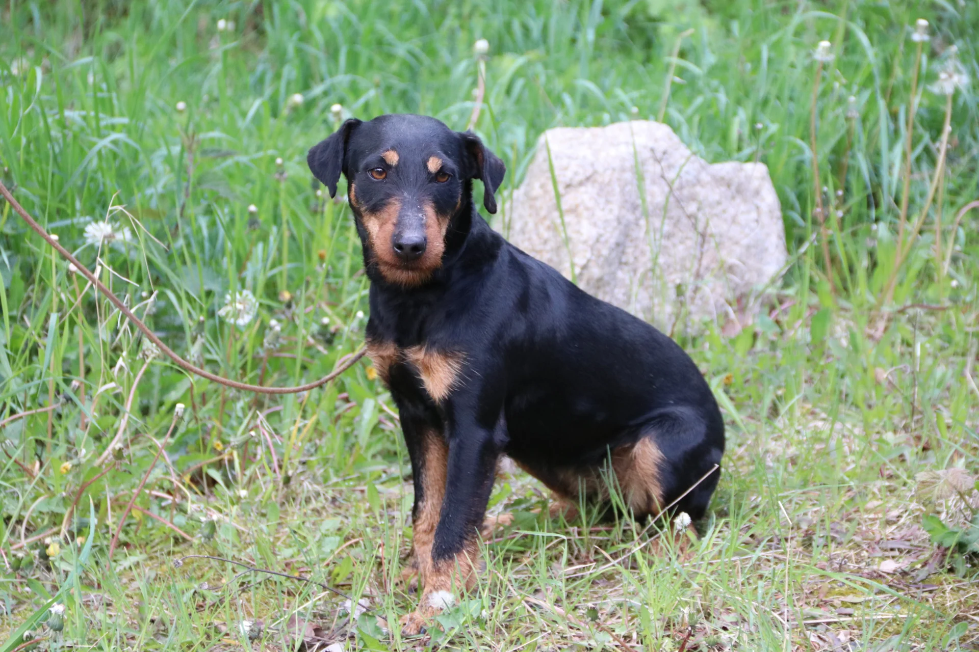 Zur Galerie: Hundewesen