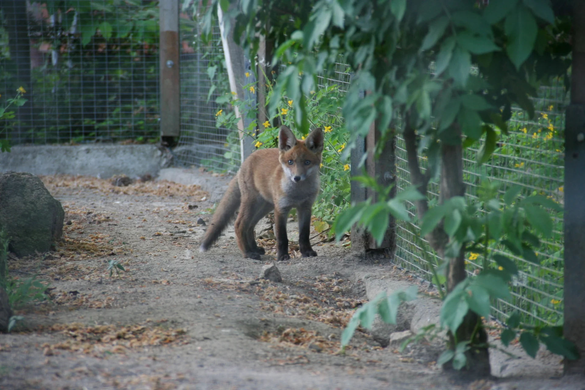 Zur Galerie: Tierwelt