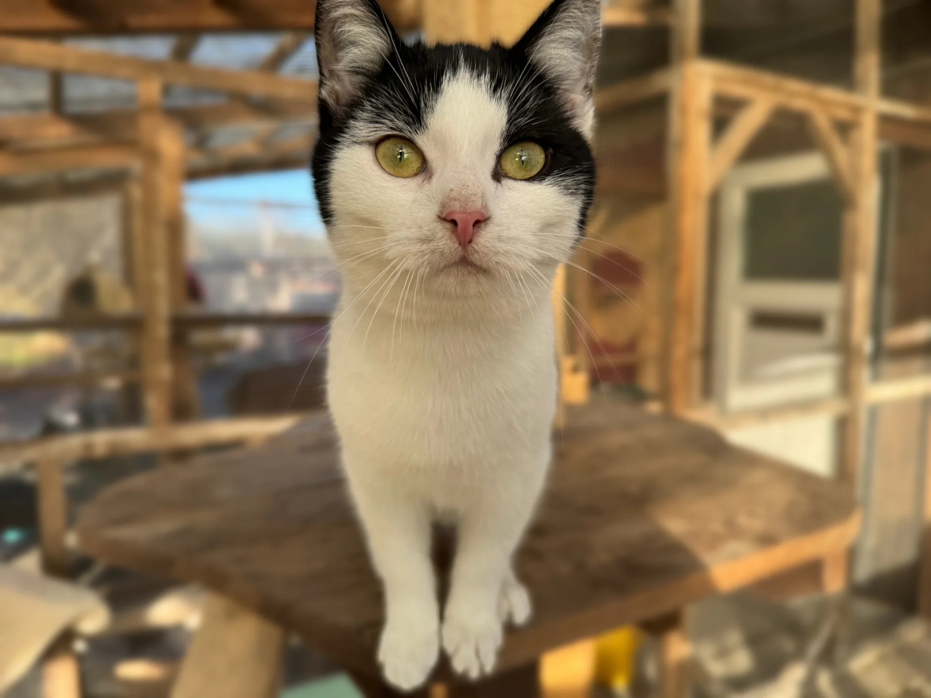 Zur Galerie: Findus