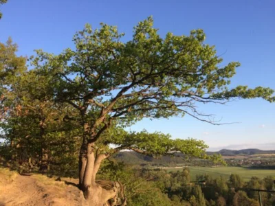 Vorschaubild: Blick zur Leuchtenburg im Sommer