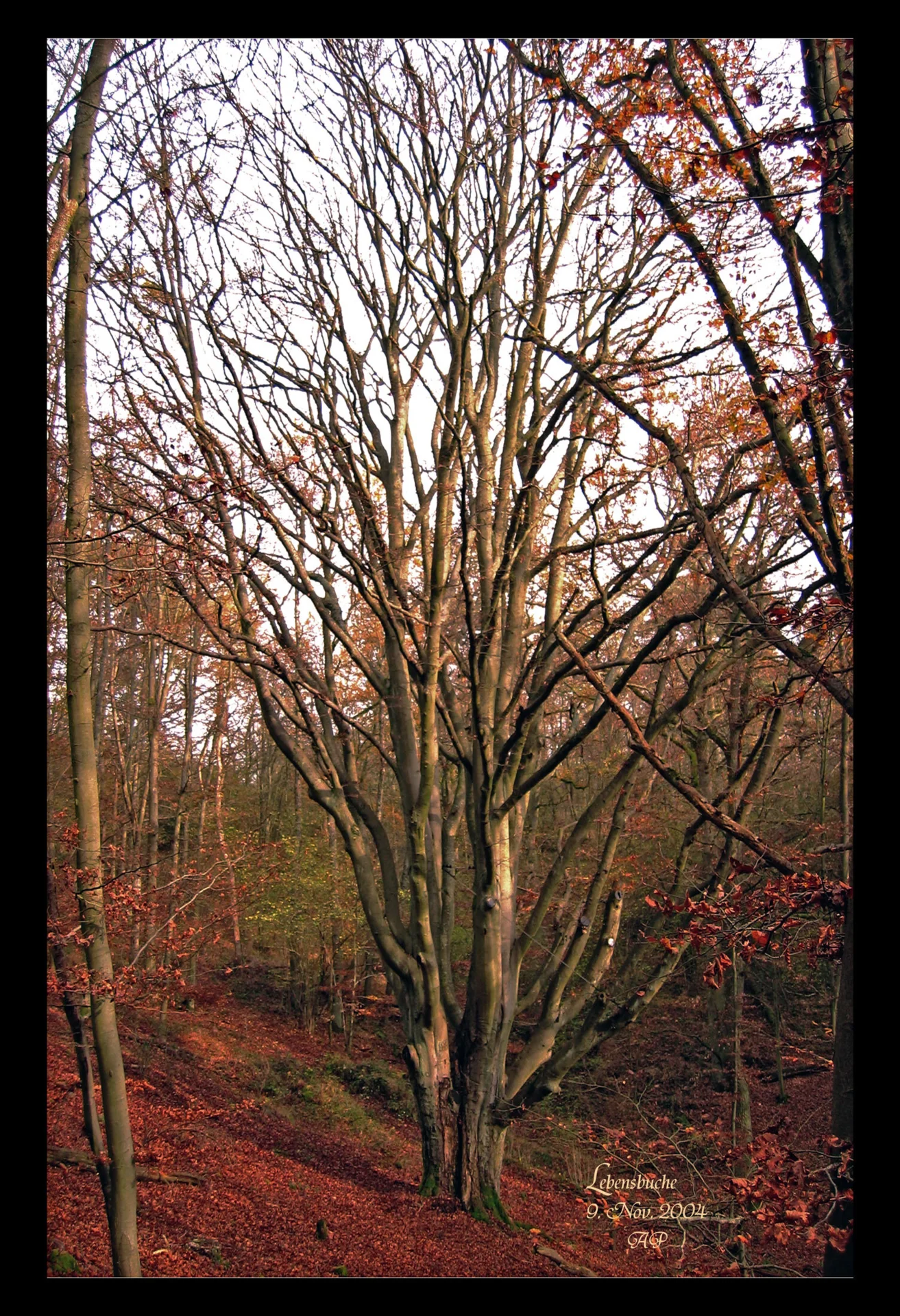 Bild: Lebensbuche (Die Rotbuche mit einem Stammdurchmesser von 80 cm musst wegen Pilzbefall gefällt werden)