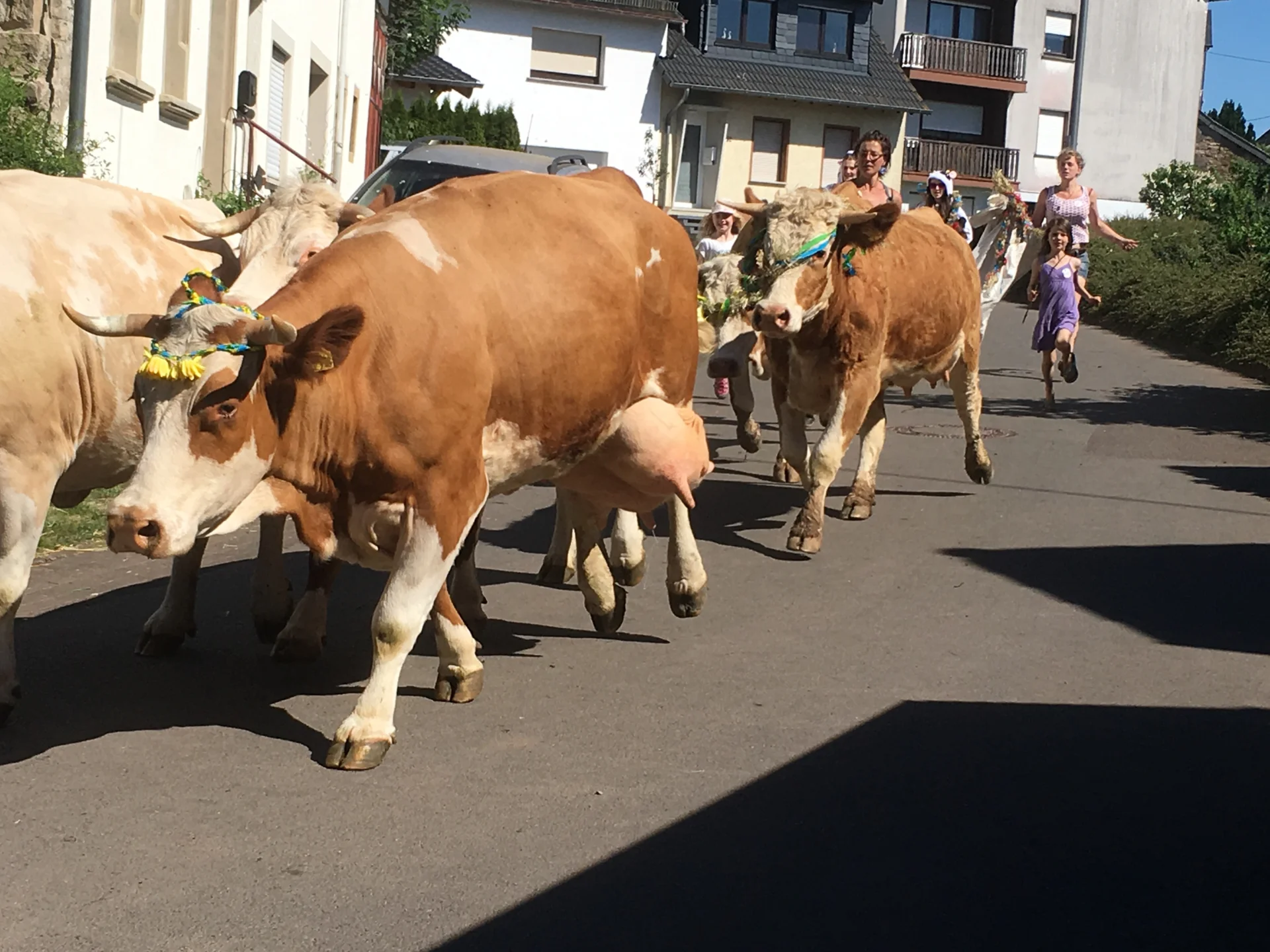 Bild: Schwalbenhoffest