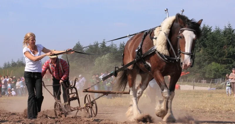 Bild: Feldtag 2019