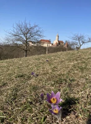Vorschaubild: Blick vom Pfaffenberg aus zur Leuchtenburg