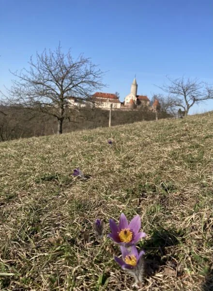 Bild: Blick vom Pfaffenberg aus zur Leuchtenburg