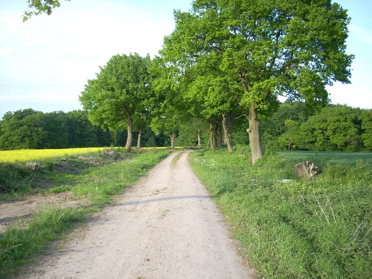 Feldweg  (Bild vergr&ouml;&szlig;ern)