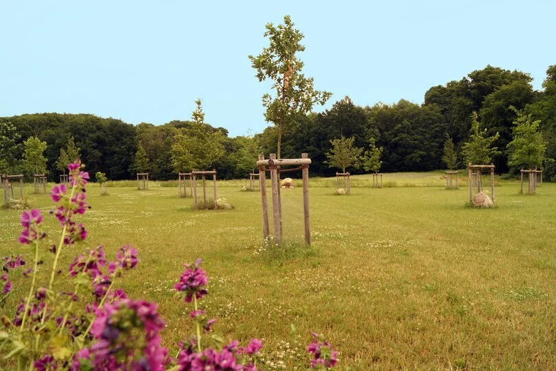 Waldfriedhof  (Bild vergr&ouml;&szlig;ern)