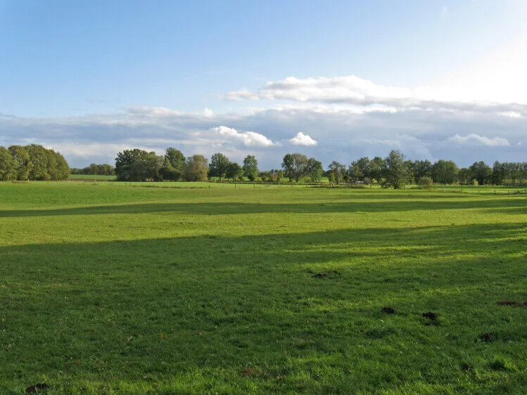 Wiese  (Bild vergr&ouml;&szlig;ern)