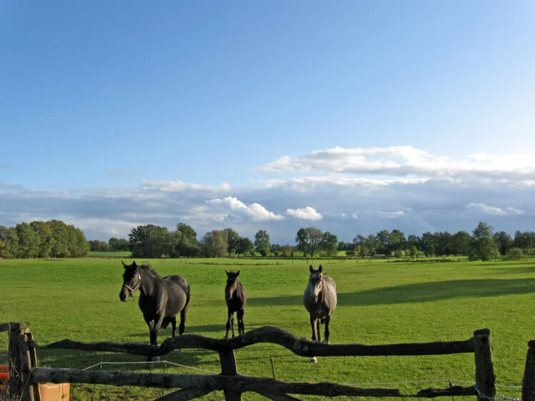 Wiese Pferde  (Bild vergr&ouml;&szlig;ern)
