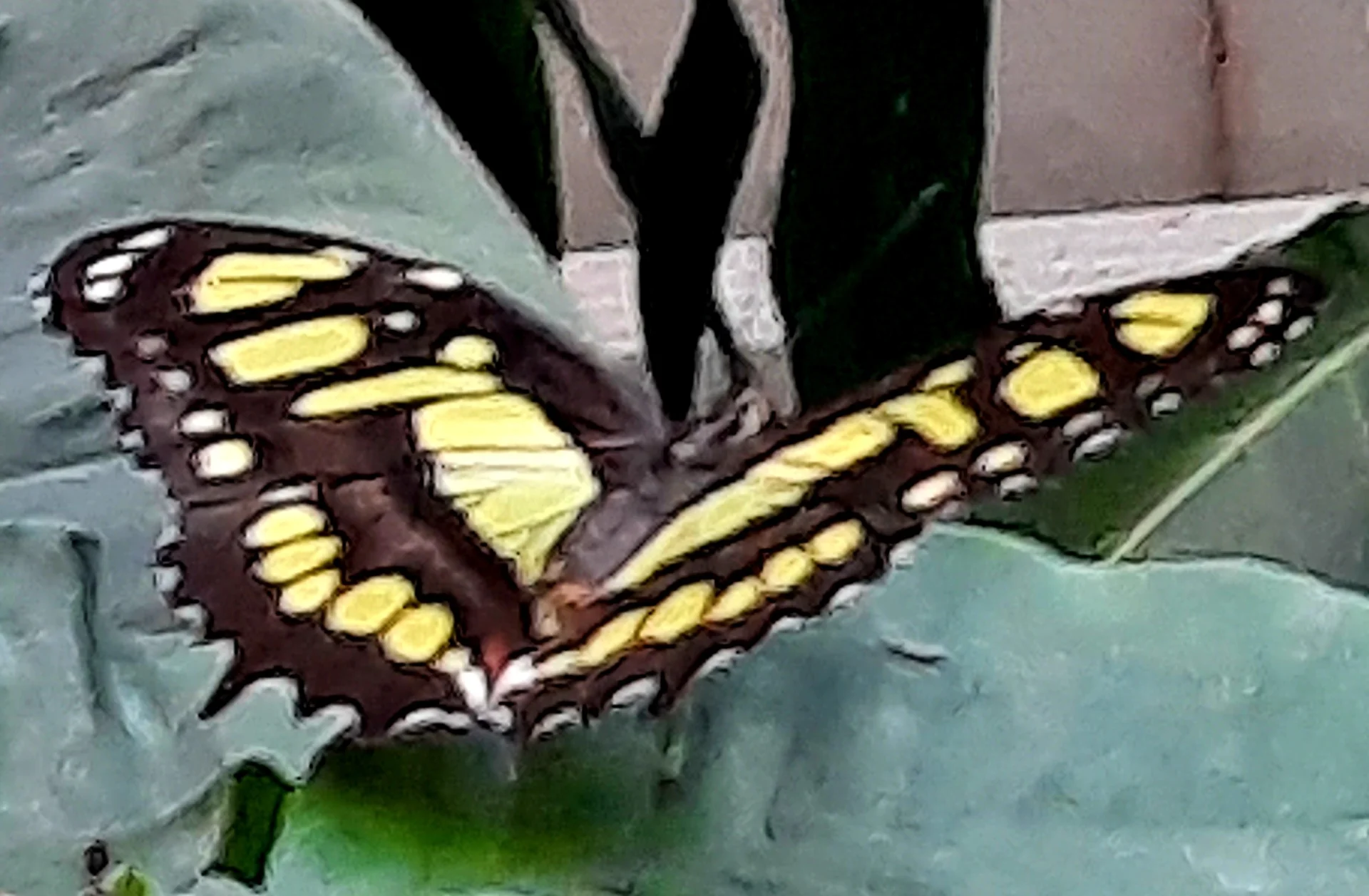 Foto der Galerie: Bei der Botanica im Schmetterlingshaus