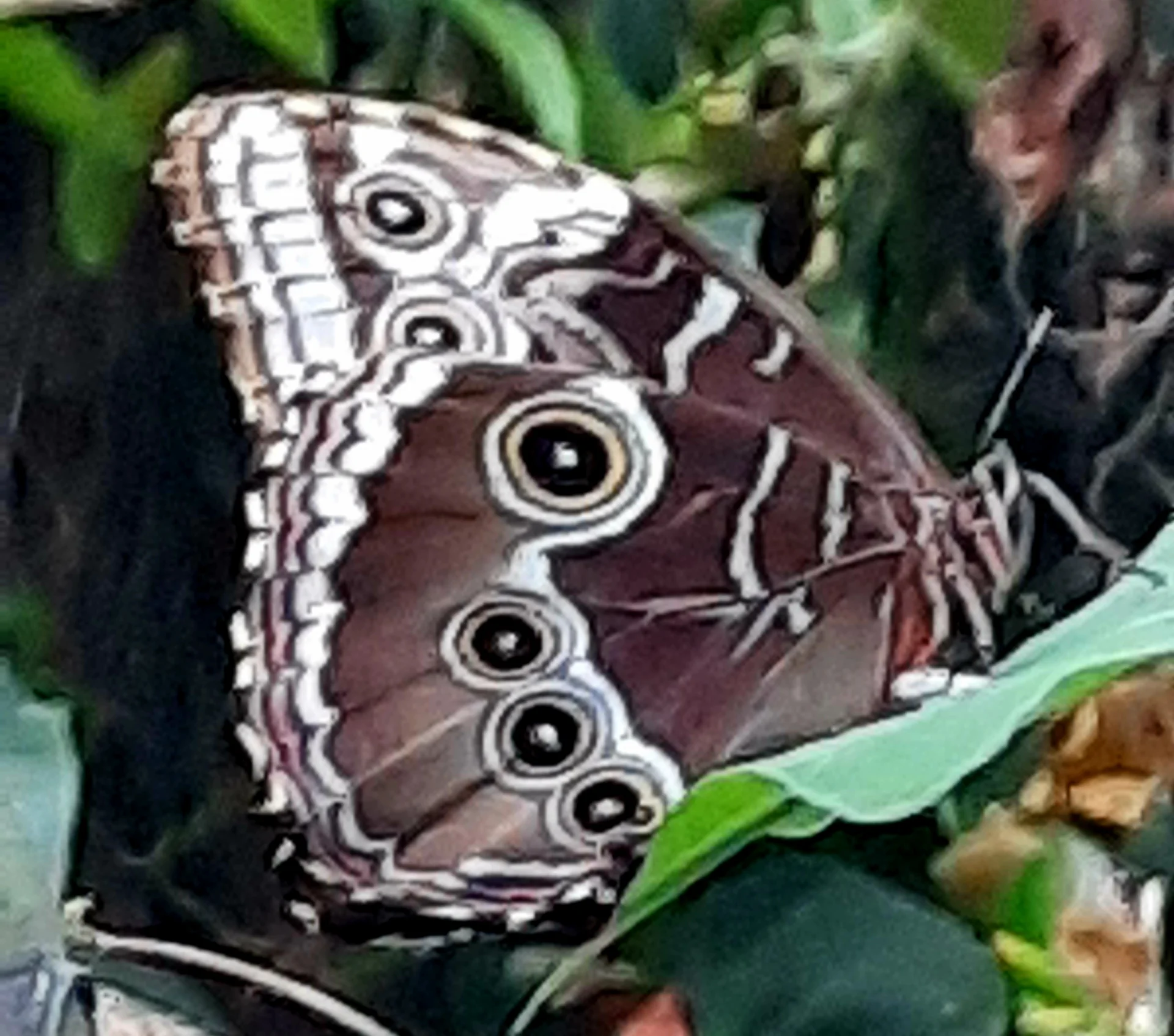 Foto der Galerie: Bei der Botanica im Schmetterlingshaus