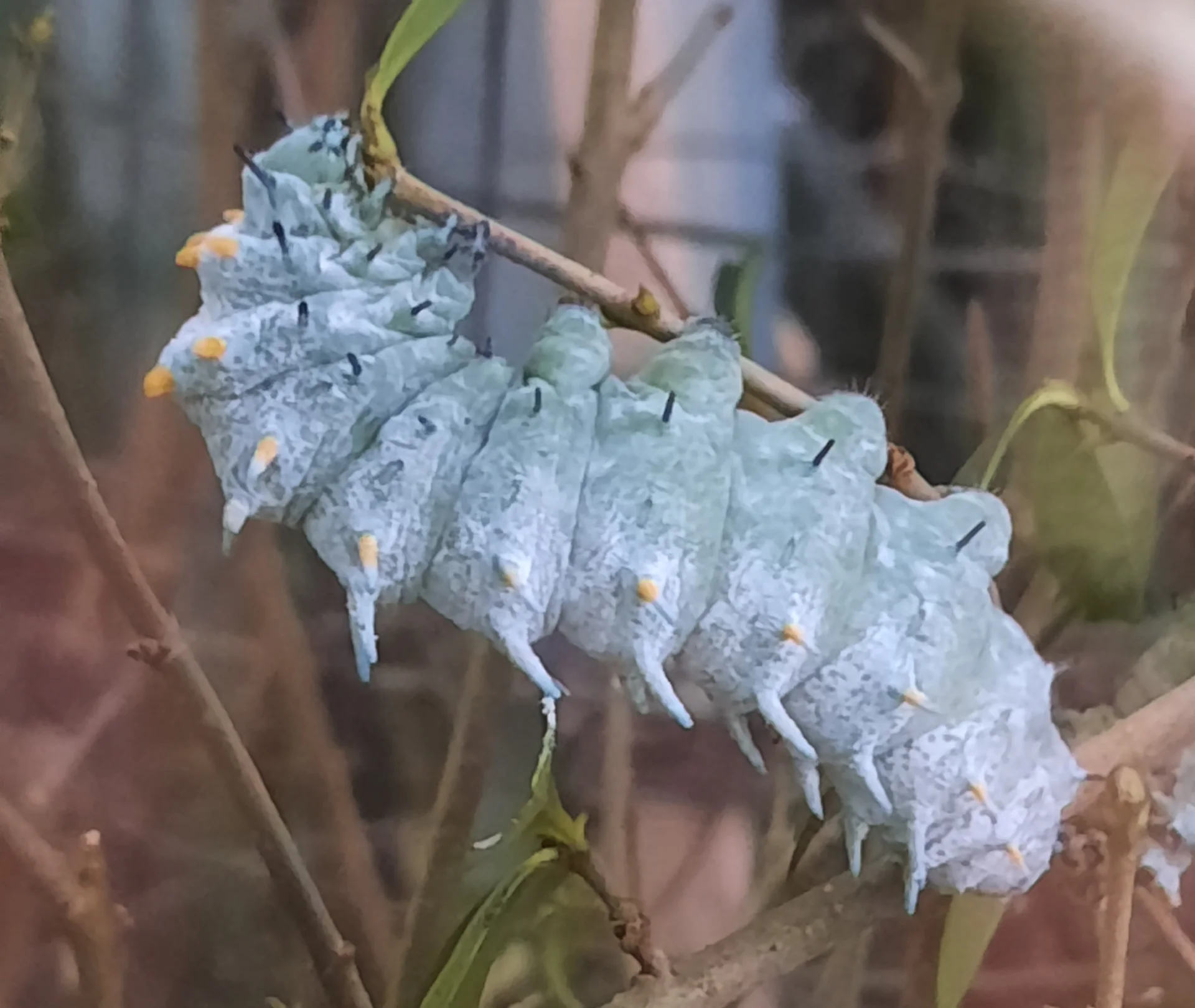 Foto der Galerie: Bei der Botanica im Schmetterlingshaus