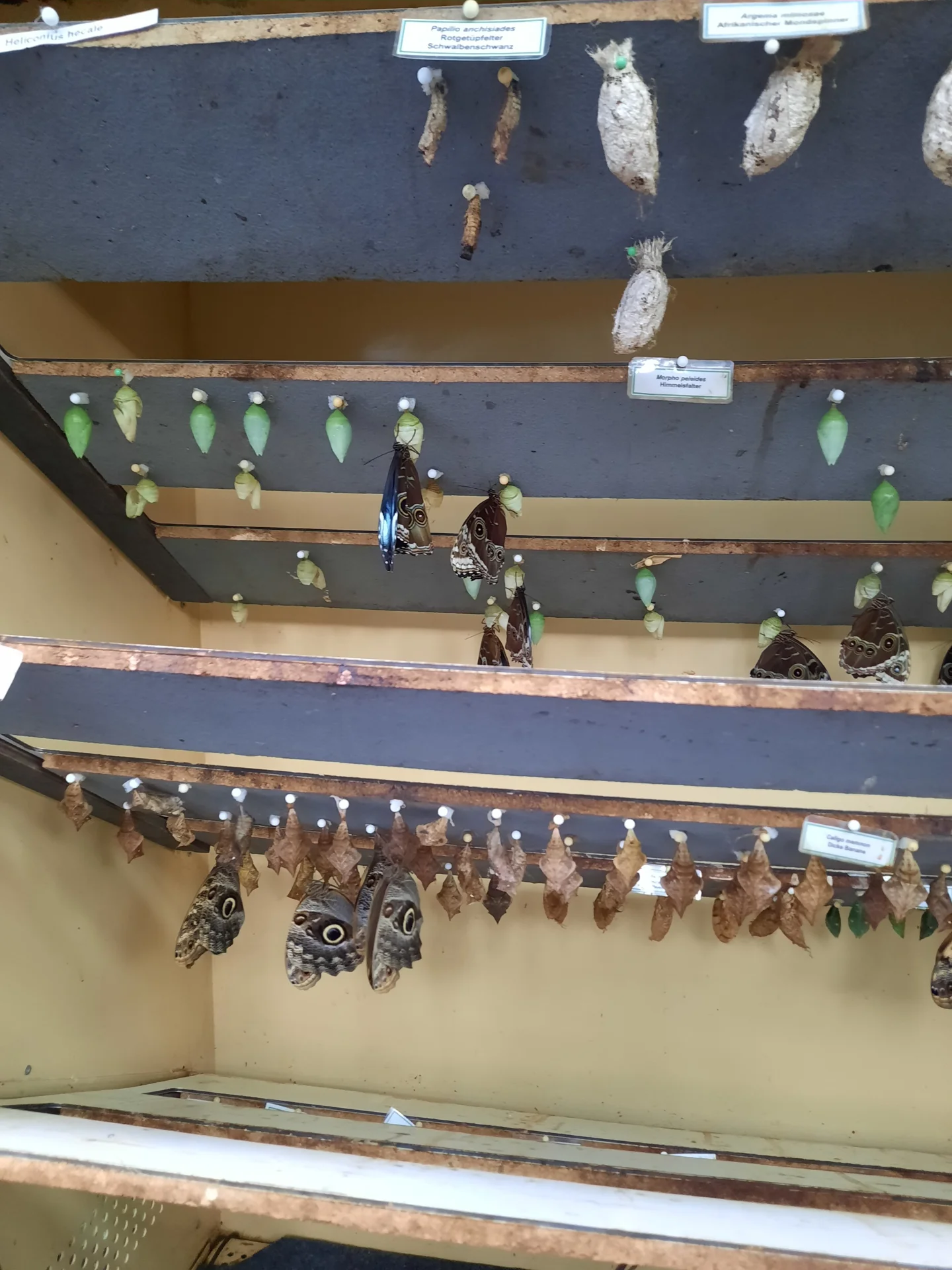 Foto der Galerie: Bei der Botanica im Schmetterlingshaus