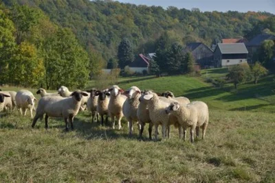 Vorschaubild: Ein schöner Blick über Berreuth mit den Schafen im Vordergrund