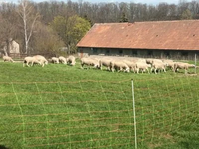Vorschaubild: Schafe werden an den frischen Aufwuchs des Frühlings gewöhnt